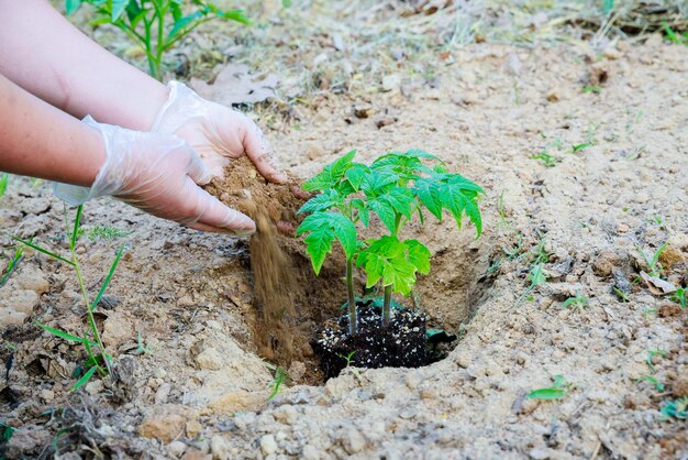 Tomatenzaailingen met de hand in de grond geplant