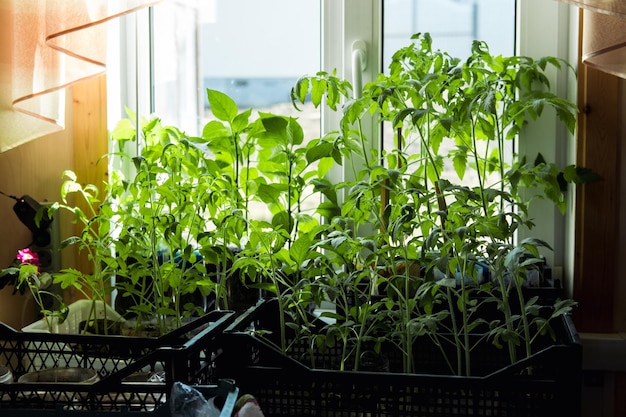 Tomatenzaailingen op de vensterbank