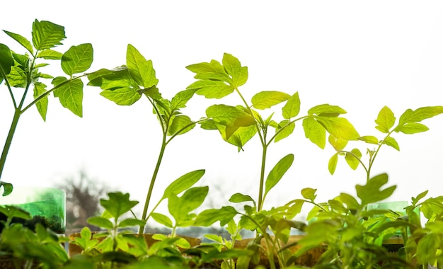 Tomatenzaailingen op het raam onder de zonnestralen