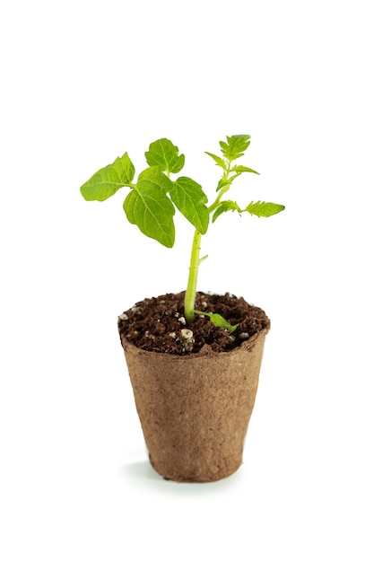 Tomatenzaden in een veenpot geïsoleerd op witte achtergrond