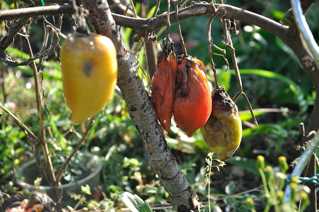 Tomato affected by late blight