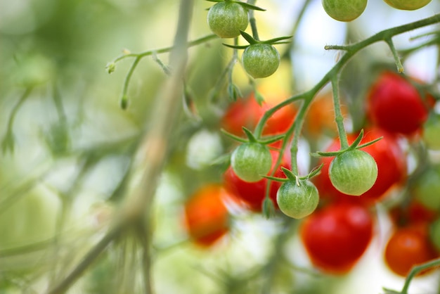 Tomato on branch crop