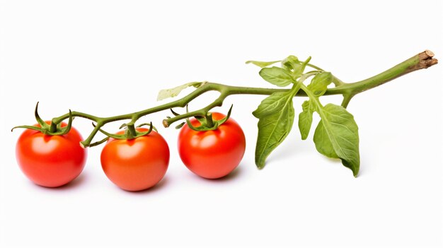 Tomato on branch isolated on white background