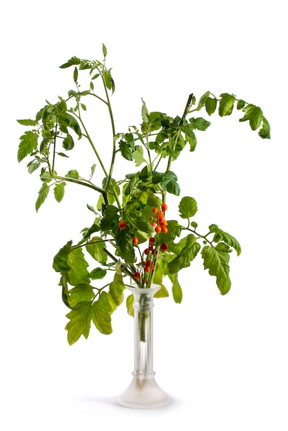 Tomato branch with lily of the valley berries in a glass vase on a white background