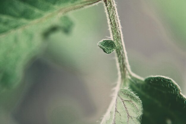 Photo tomato branch