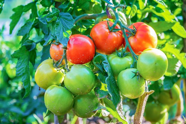 写真 植物 の 枝 に 付いている トマト の 束