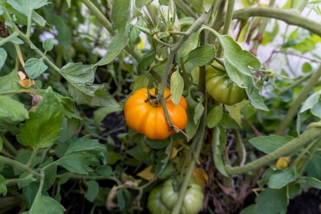 tomato on a bush in a garden in a greenhouse