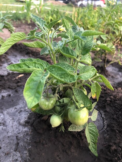 Foto cespuglio di pomodoro