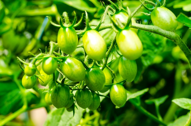 Tomato bushes with green fruits in greenhouse.