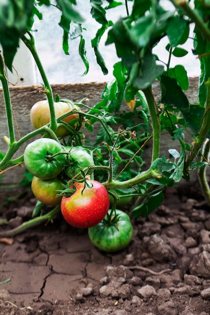 写真 自宅の温室でトマトが熟すトマトの茂み