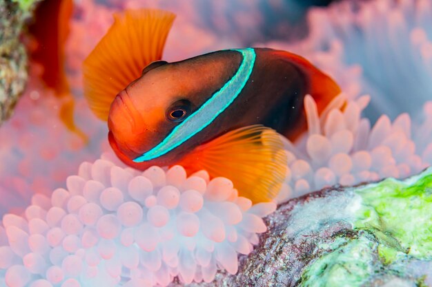 Foto pesce pagliaccio di pomodoro