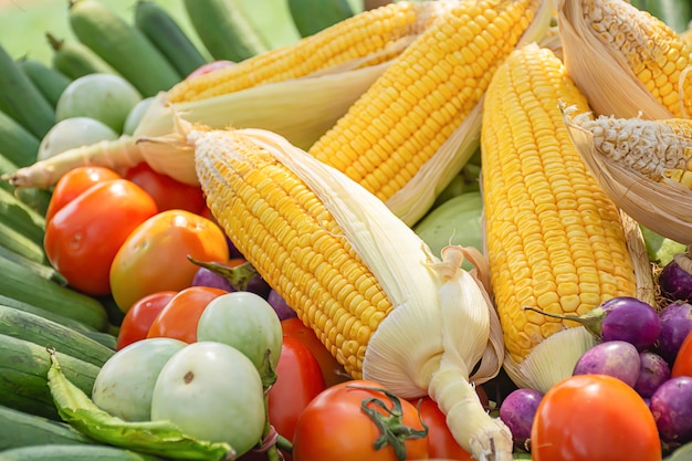 Tomato and corn the native vegetation of thailand