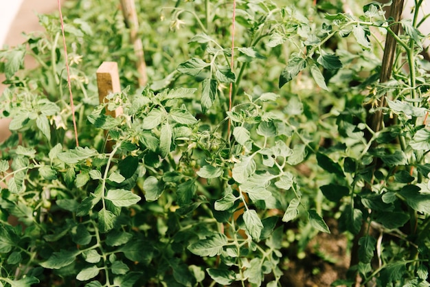 Tomato cultivating in green house