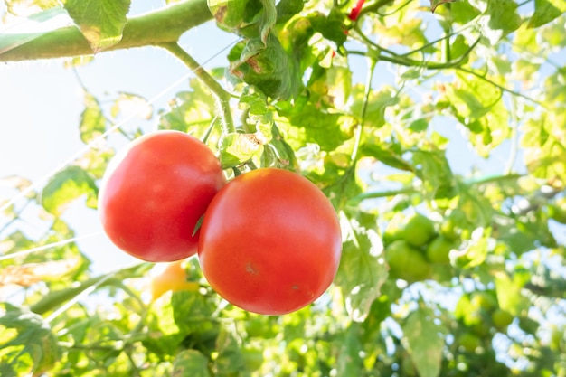 야외에 있는 농장의 토마토, 근접 촬영 이미지