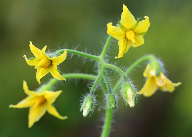 Tomato flowers in green nature