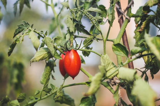 tomato fresh harvest, ripe vegetables