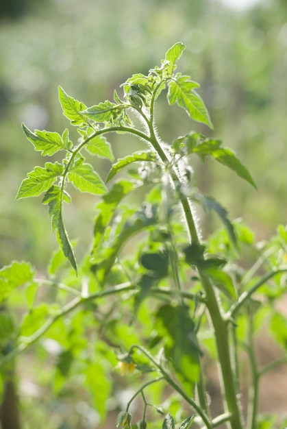 トマトグリーントマトプランテーション温室内の若いトマト植物の有機農業の成長