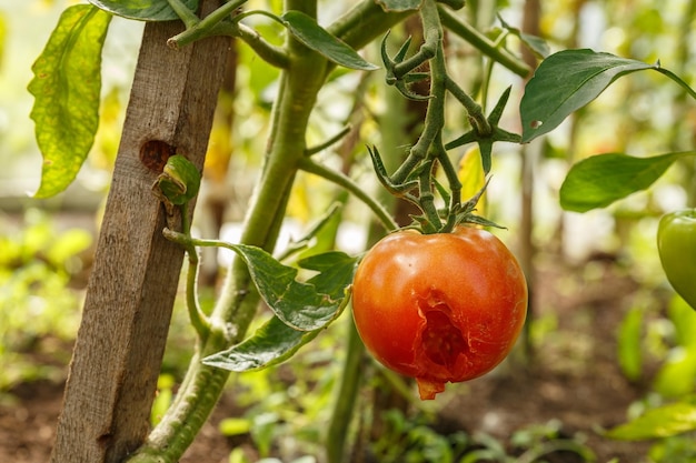 害虫や病気によって被害を受けた温室内のトマト。完熟トマトの穴。