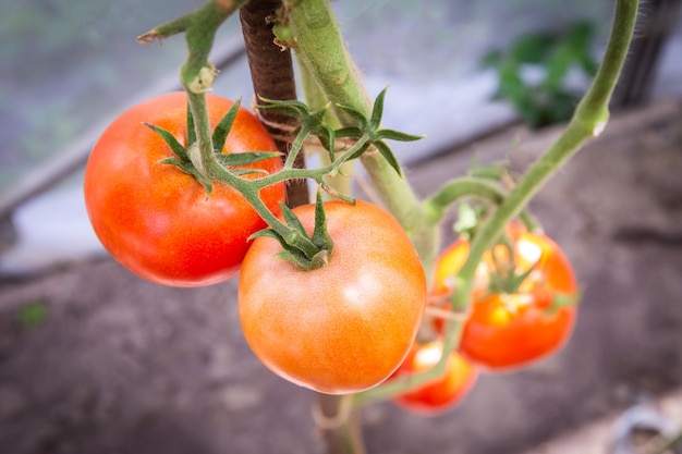 Tomato growing in organic farm, Ripe natural tomatoes growing on a branch in greenhouse