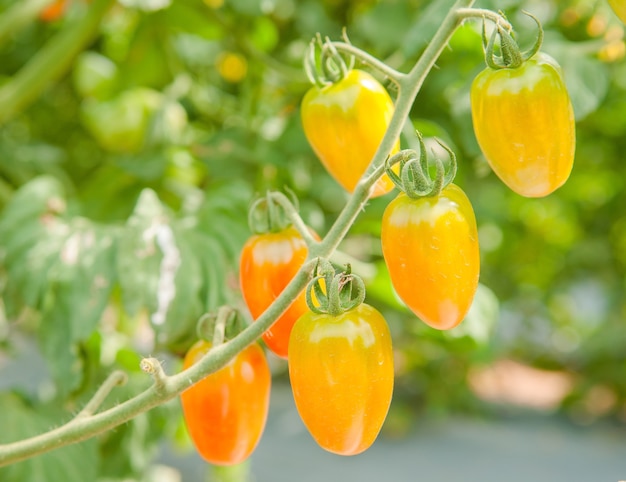 Tomato hanging on tree, Tomato plantation at farm