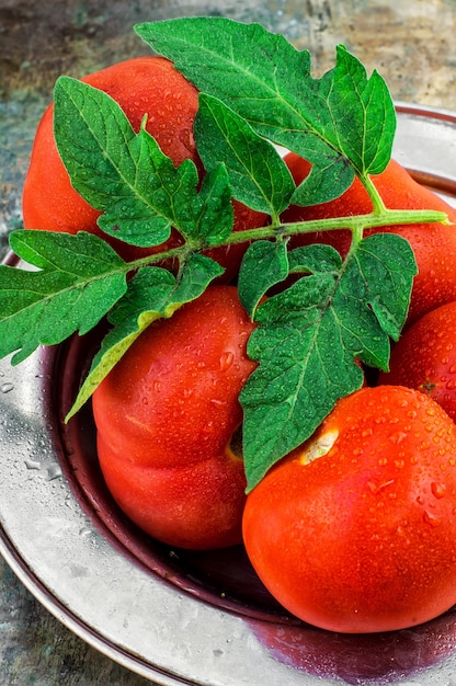 Tomato harvest