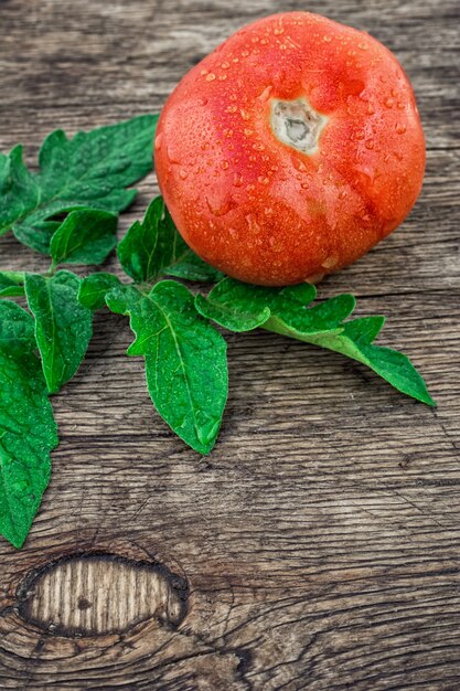 Tomato harvest