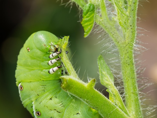 Tomato hornworm caterpillar eating plant