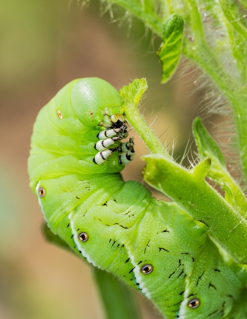 Photo tomato hornworm caterpillar eating plant