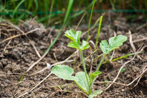 Tomato in land gardening and house farming