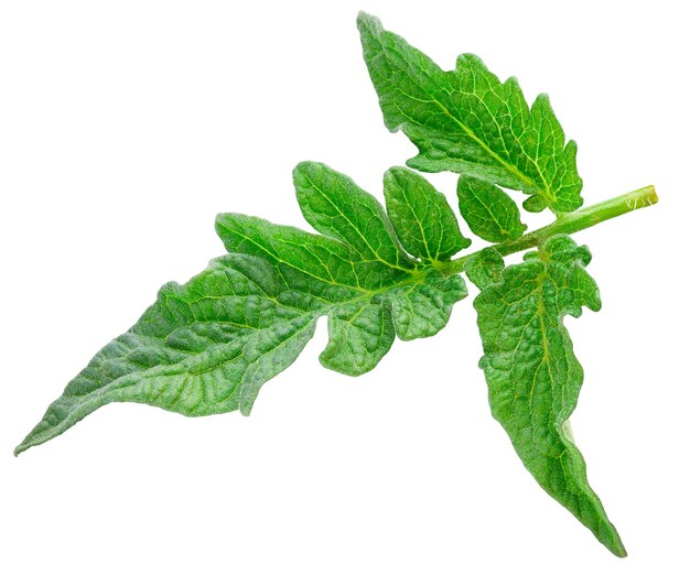 Tomato leaf isolated clipping path Tomato leaf on white background leaf macro studio photo