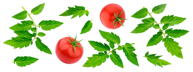 Tomato leaves on white background, fresh tomato collection isolated with clipping path