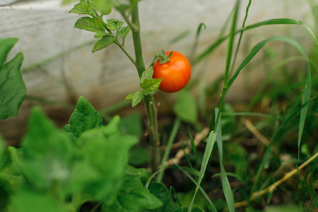 Tomato plant growing in urban garden red ripe tomatoes close up home grown food and organic vegetables community garden