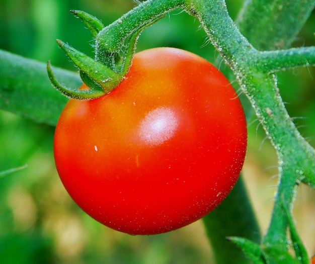 Photo tomato on a plant in an organic garden