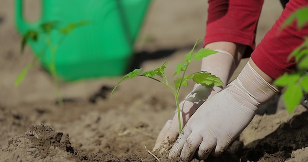 Tomato plant planting vegetables hands of a farmer while planting a plant in a vegetable garden agriculture beginning of the season planting