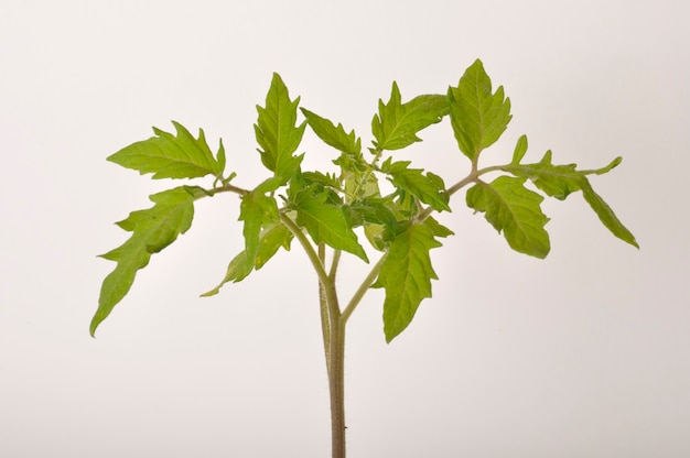 白い背景の上のトマト植物