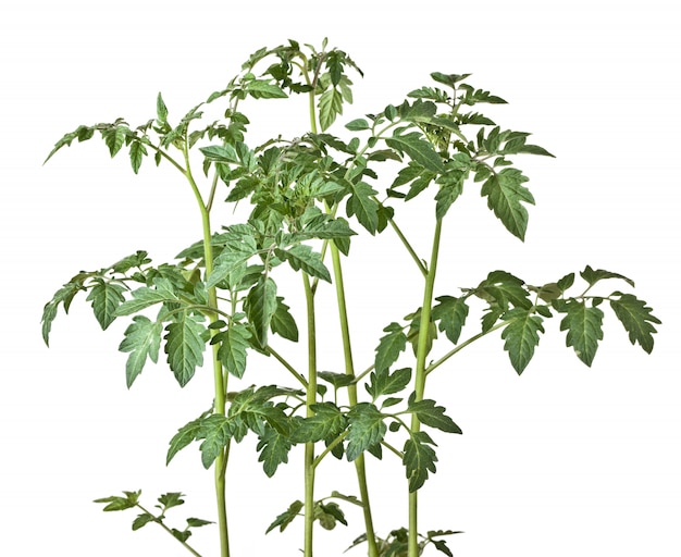 Tomato plant on white