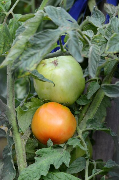 a tomato plant with a green tomato