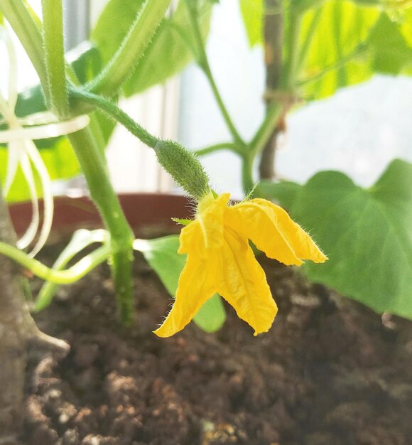 A tomato plant with a yellow flower on it