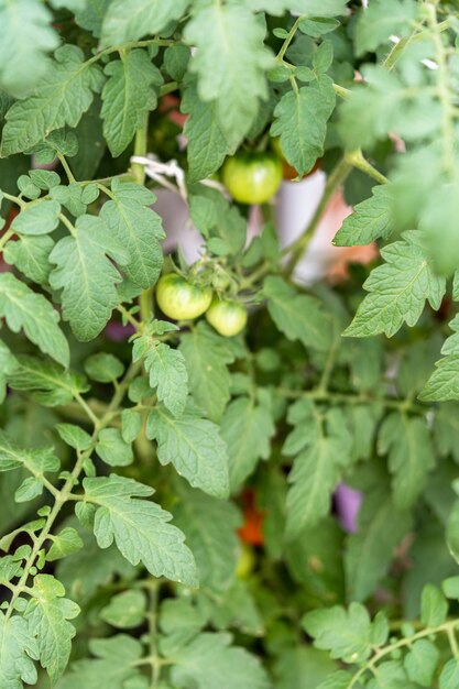 Tomato plant