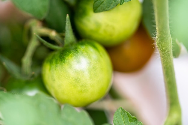 Tomato plant