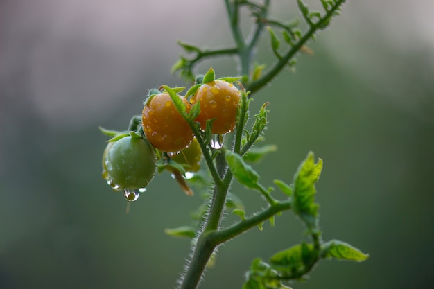 Foto pianta di pomodoro