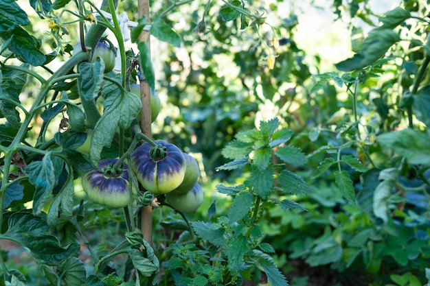 Tomato plants of the blue sea variety Green tomato fruits Copy space