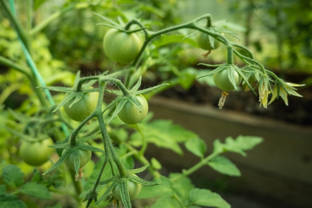 Foto piante di pomodoro in serra pomodori verdi fiori agricoltura biologica giovani piante di pomodoro
