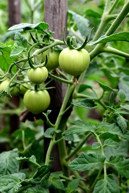 Tomato plants in greenhouse Green tomatoes plantation Organic farming young tomato plants growth in greenhouse