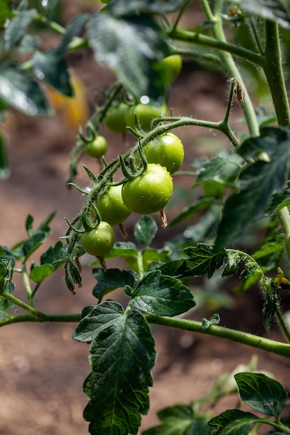 Томатные растения в теплице Плантация зеленых помидоров