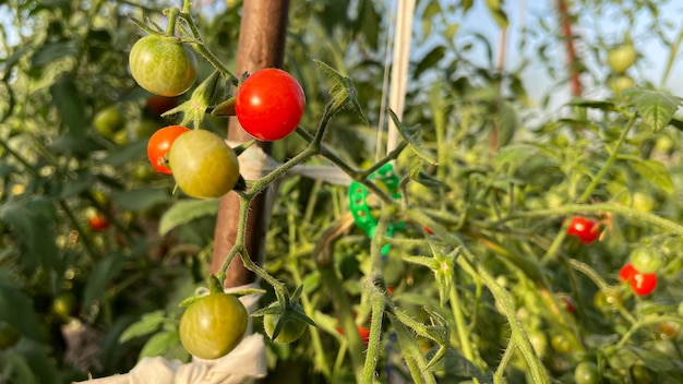 Tomato plants in greenhouse Green tomatoes plantation