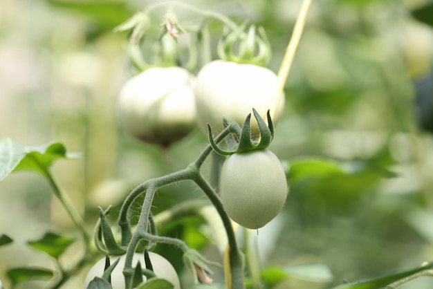 Piante di pomodoro in una piantagione in serra di pomodori verdi agricoltura biologica crescita dei giovani