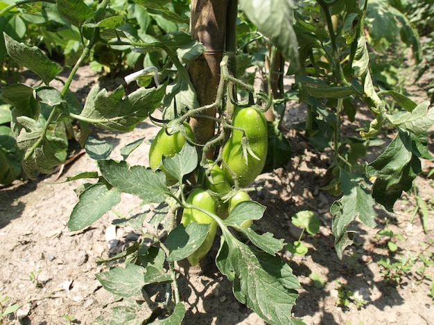 Tomato plants