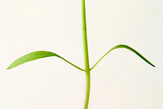 Photo tomato plants