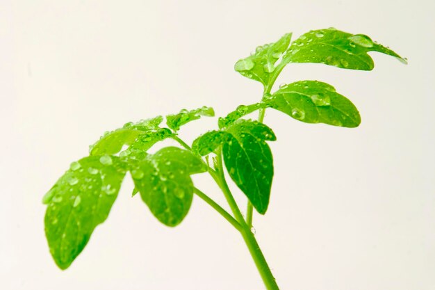 Photo tomato plants